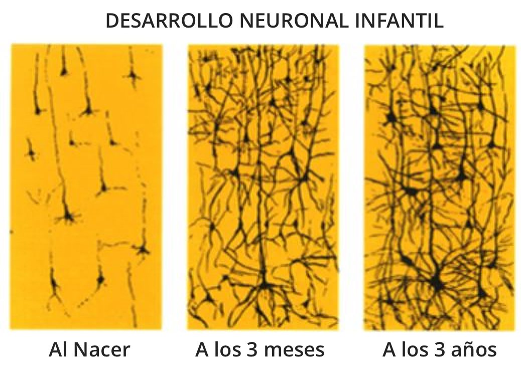 Desarrollo Neuronal Infantil